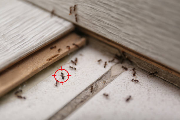 Bird Control in Middlesex, NJ