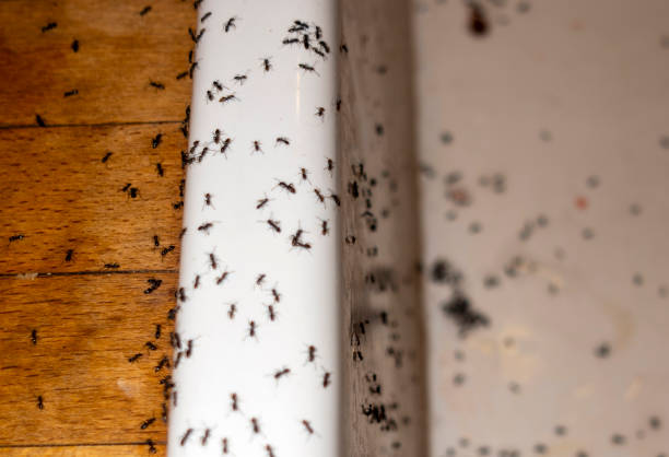Best Flea Control Services  in Middlesex, NJ