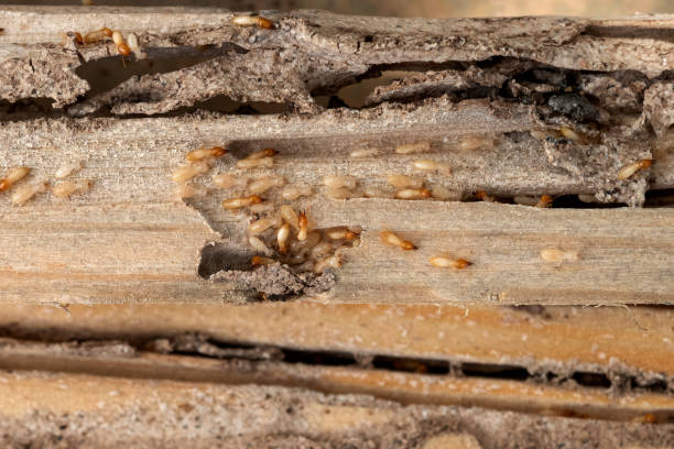 Best Emergency Pest Control  in Middlesex, NJ